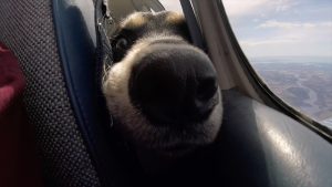 dog rescue transport