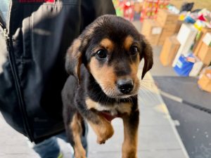 dogs for adoption vancouver island