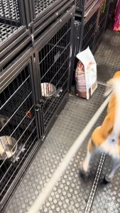 dogs for adoption vancouver island