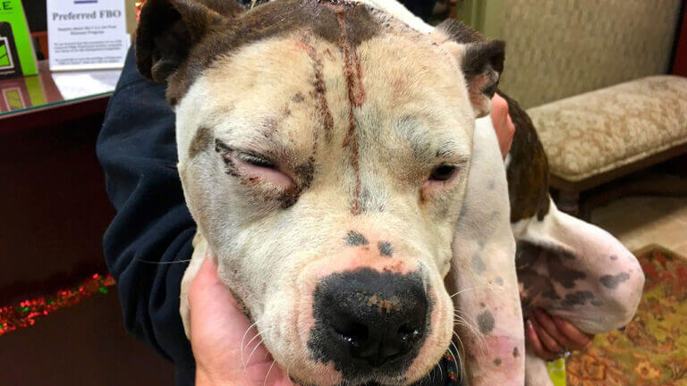 volunteer animal transport