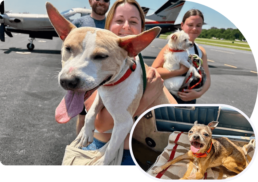 volunteer animal transport